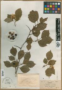 Crataegus scabrida image