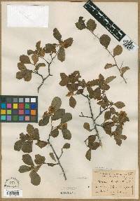 Crataegus uniflora image