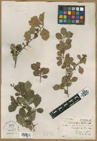 Crataegus uniflora image