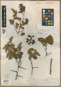 Crataegus vegrandis image