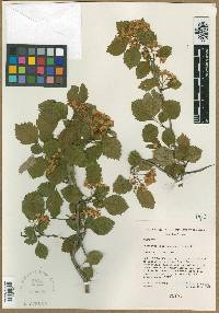 Crataegus wisconsinensis image