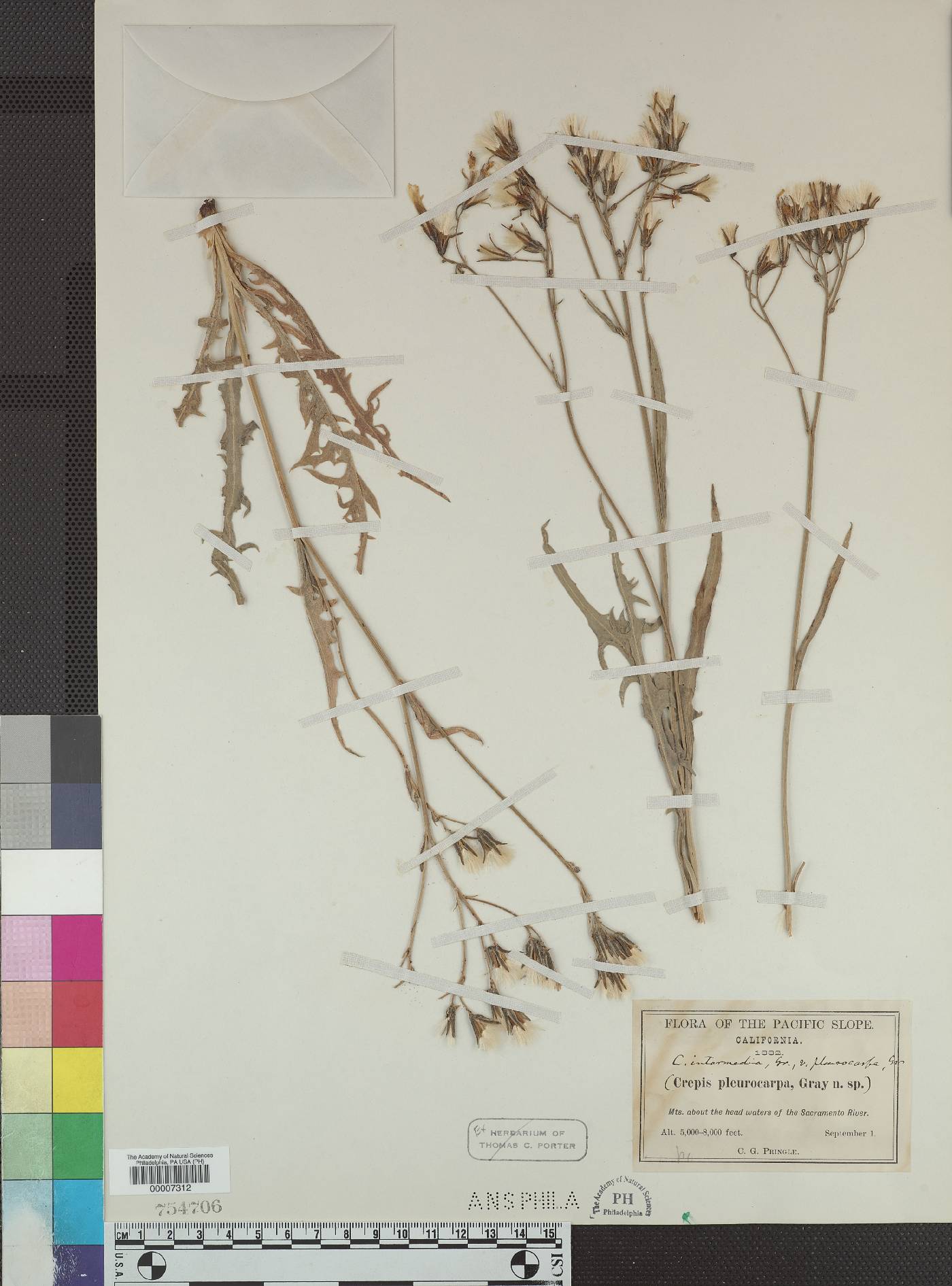 Crepis pleurocarpa image