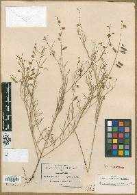 Crotalaria filifolia image