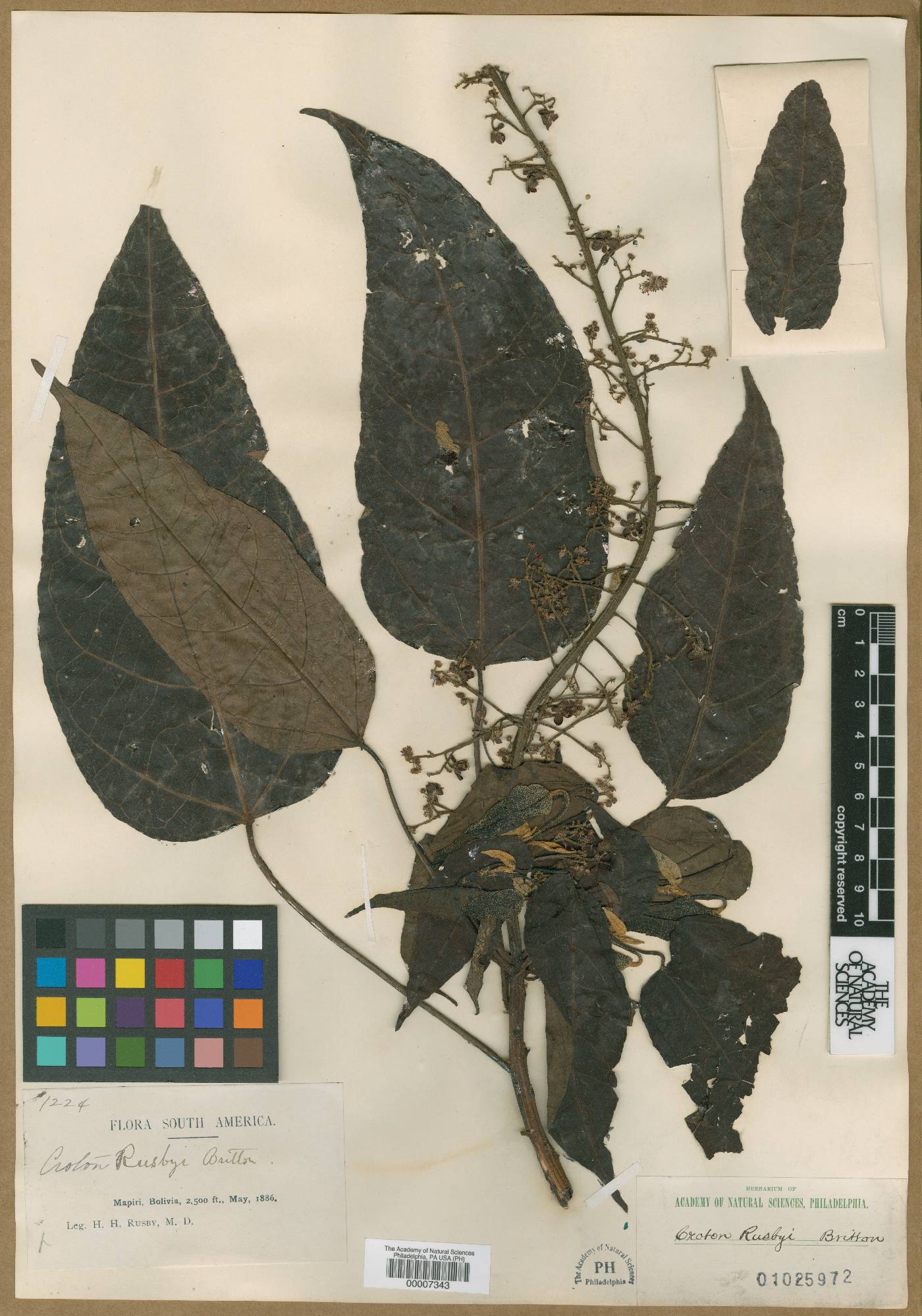 Croton rusbyi image