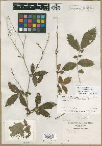 Agrimonia eupatoria subsp. eupatoria image