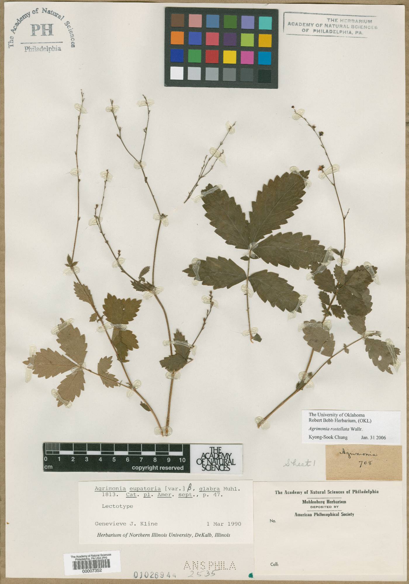 Agrimonia eupatoria subsp. eupatoria image