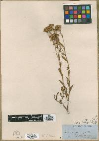 Barroetea subuligera var. latisquama image