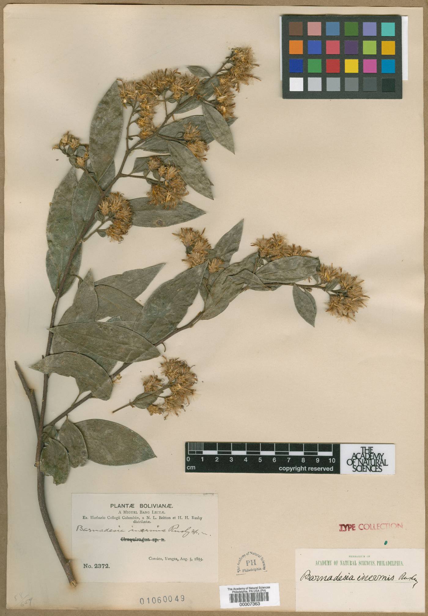 Dasyphyllum inerme image