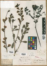 Image of Baptisia texana
