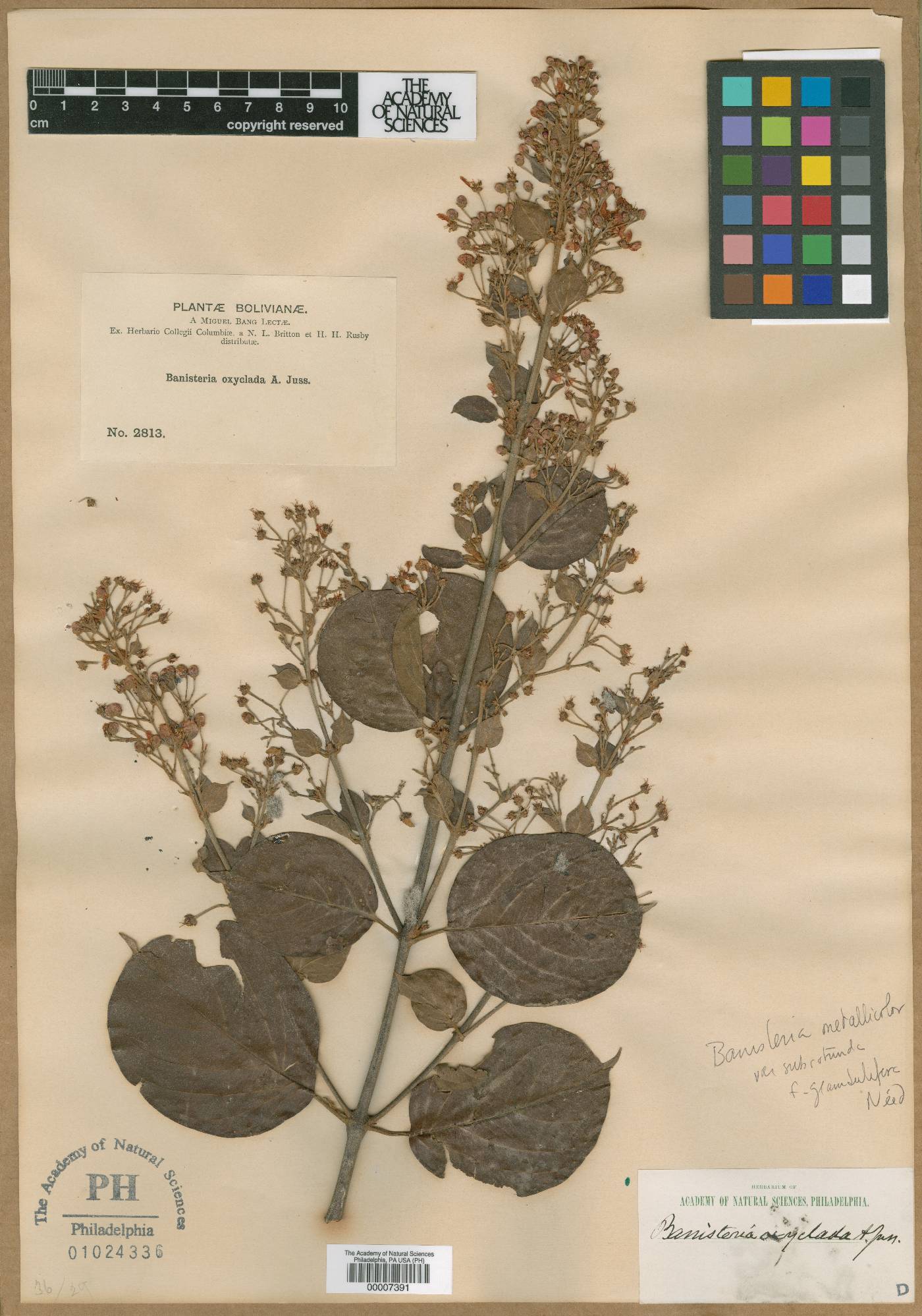 Banisteriopsis oxyclada image