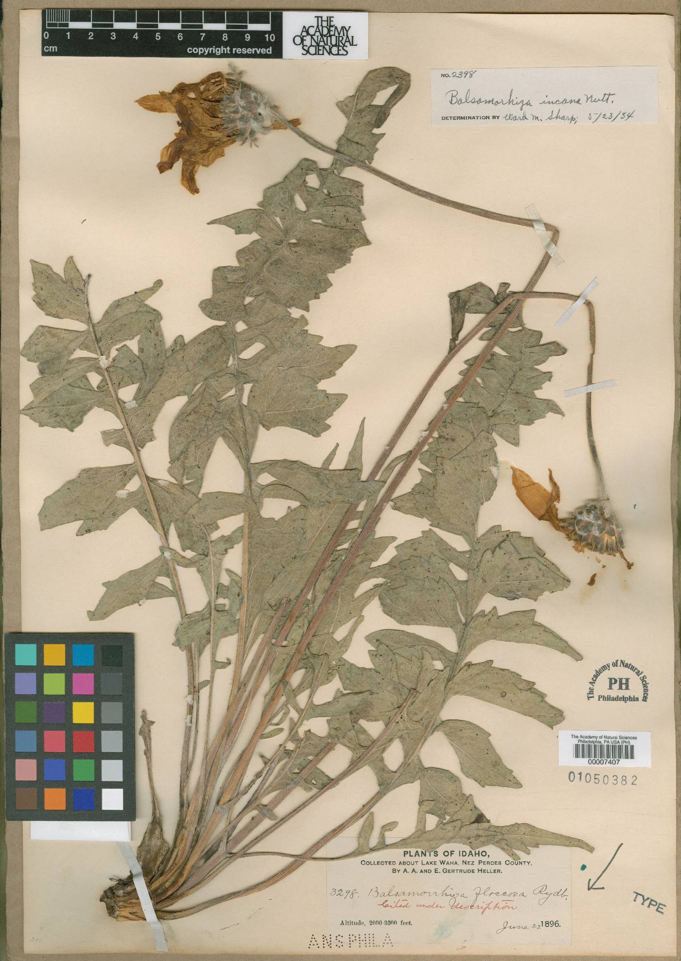Balsamorhiza floccosa image