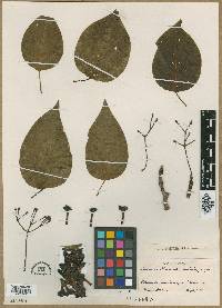 Balmea stormae image
