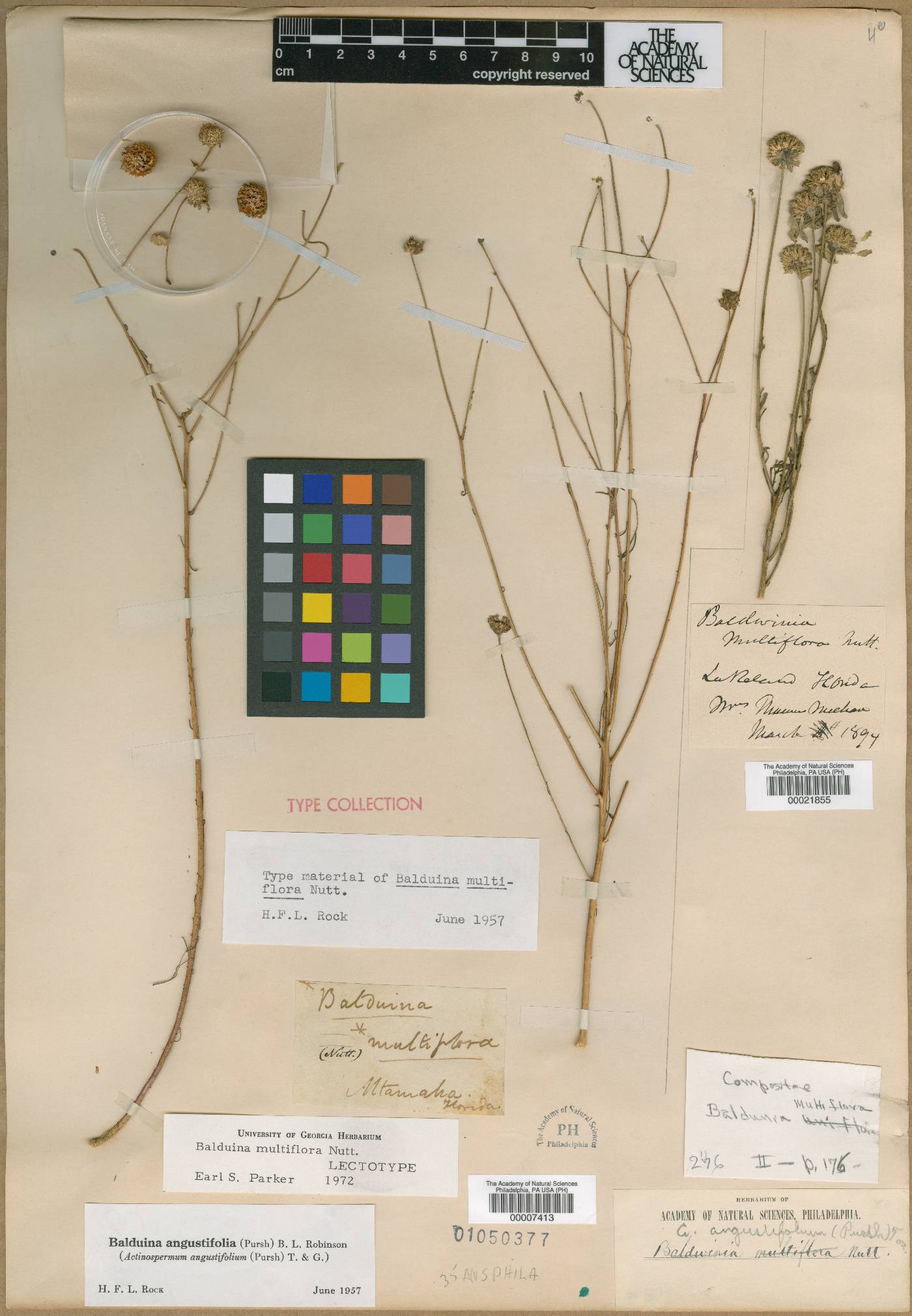 Balduina angustifolia image