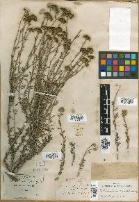 Eriophyllum confertiflorum image