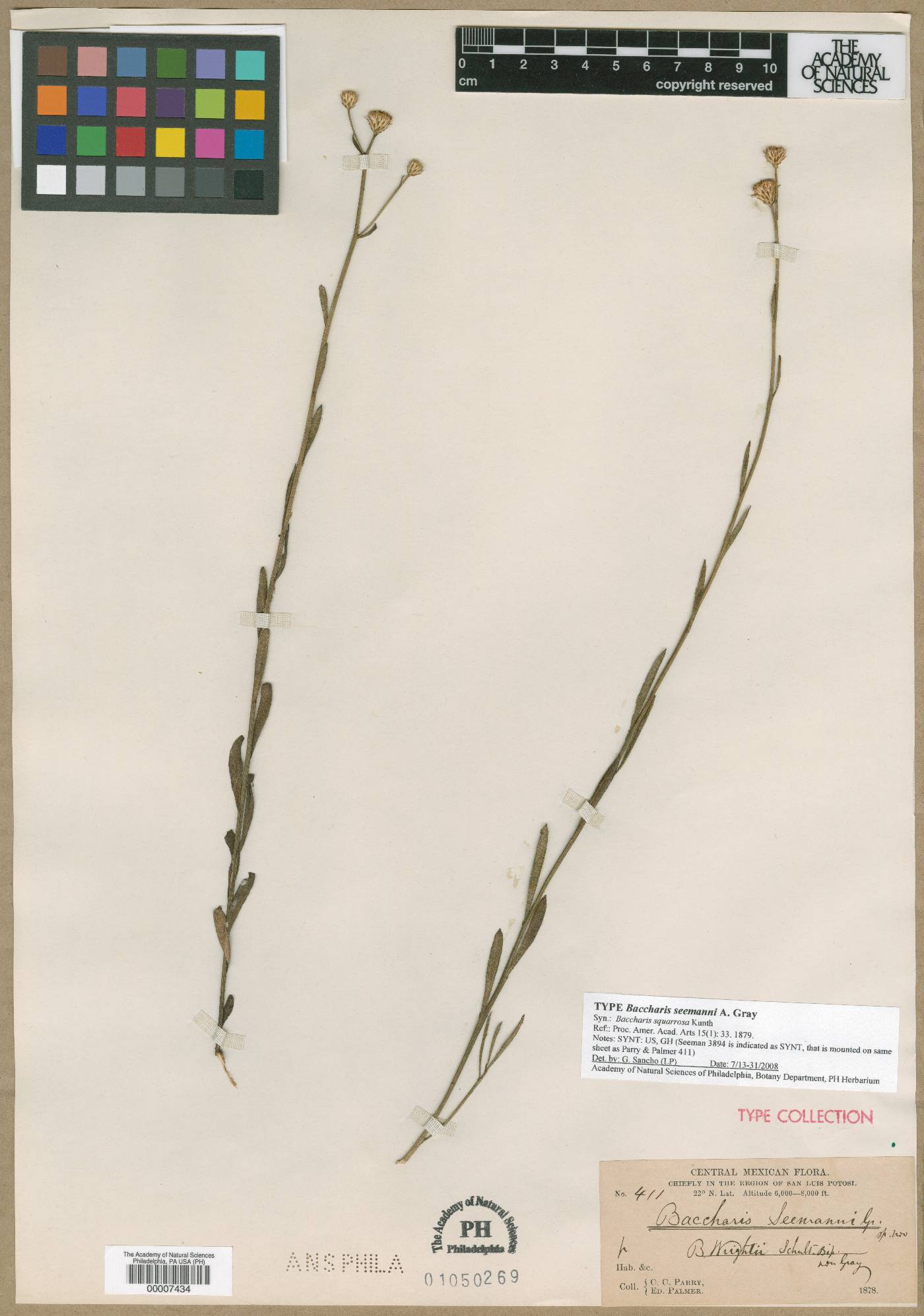 Baccharis patens image