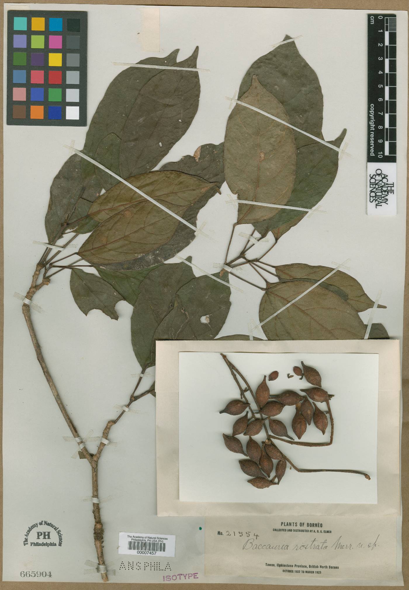 Baccaurea parviflora image