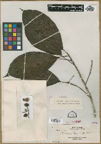 Baccaurea trigonocarpa image