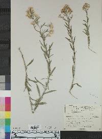 Image of Baccharis alamosana