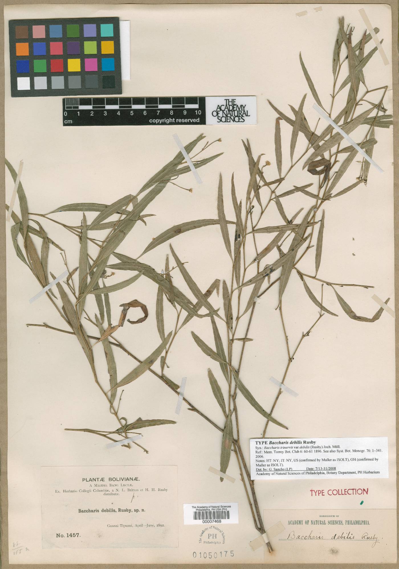 Baccharis trinervis var. debilis image