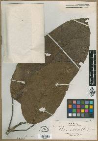 Baccaurea dolichobotrys image