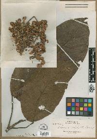 Baccaurea dolichobotrys image