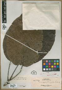 Baccaurea dolichobotrys image