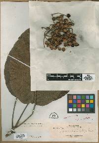 Baccaurea dolichobotrys image