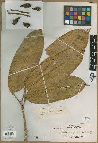 Baccaurea angulata image