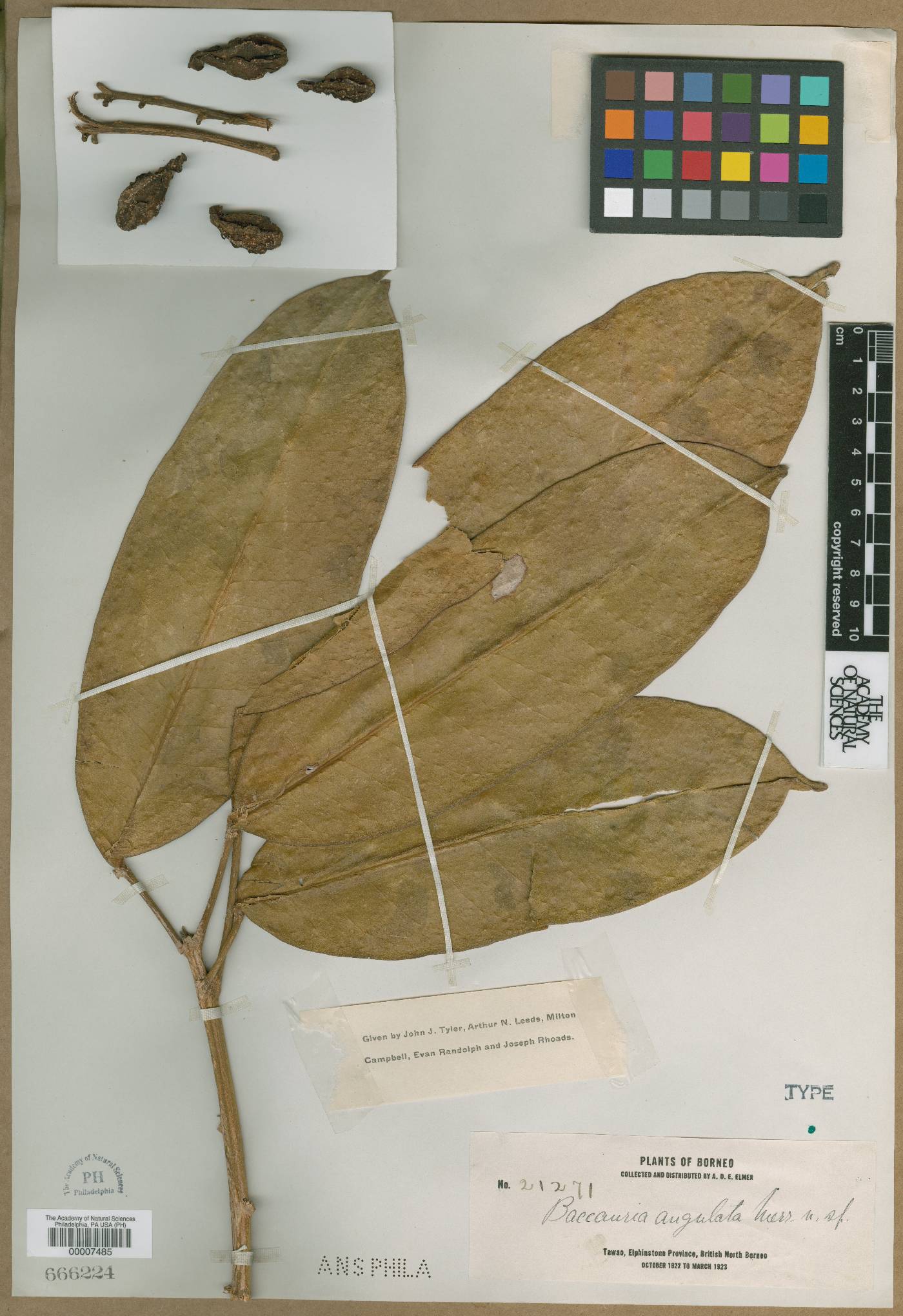 Baccaurea angulata image