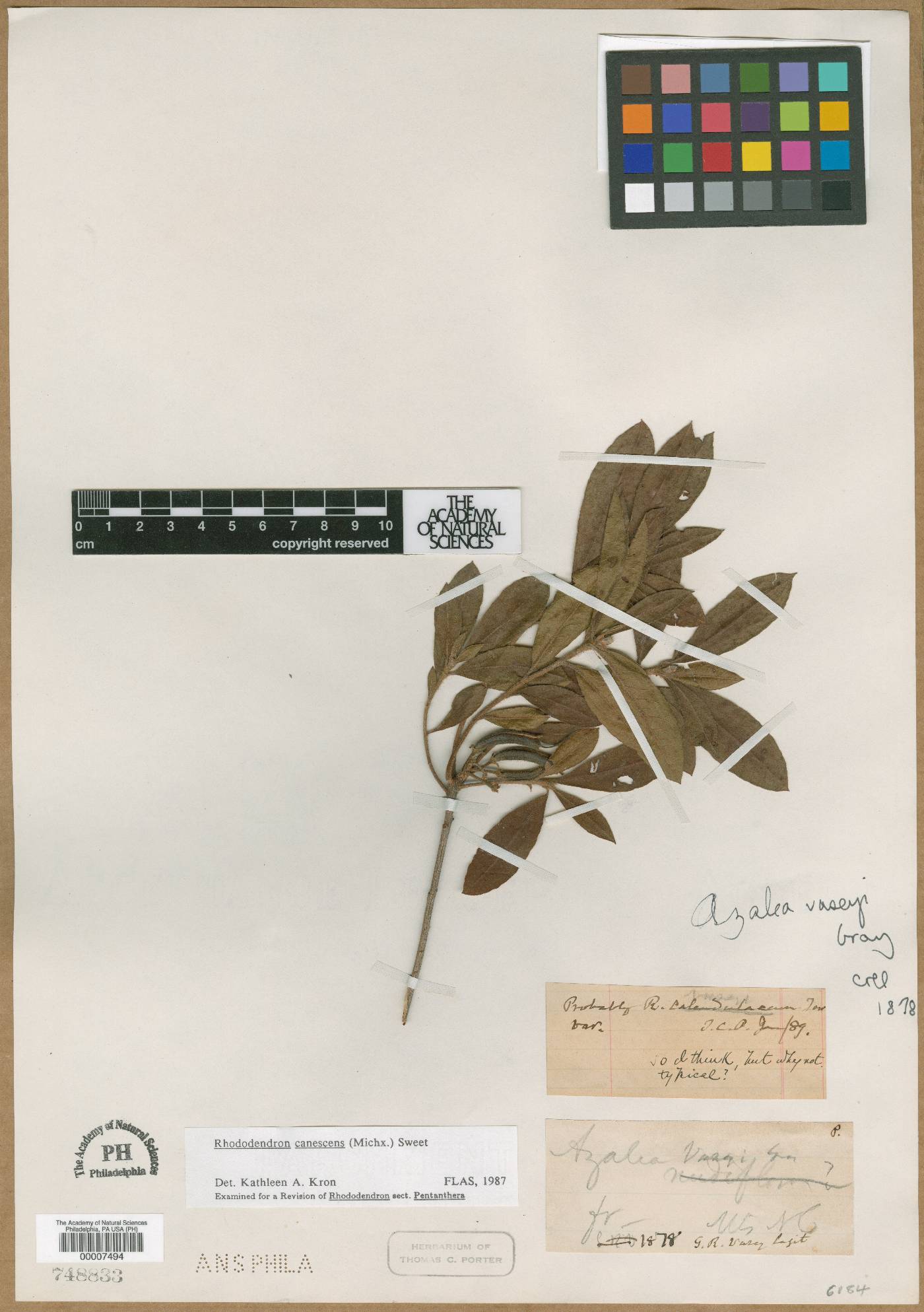 Rhododendron vaseyi image