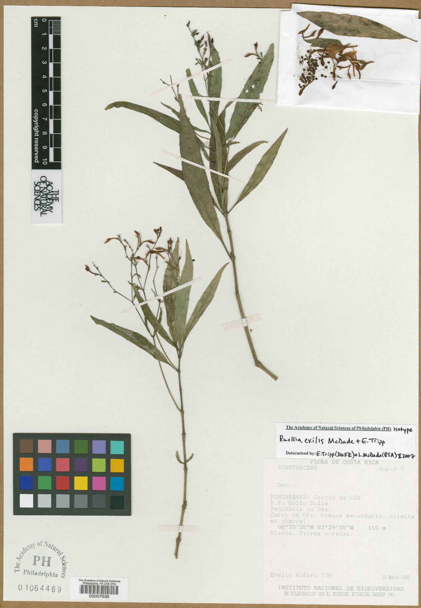 Ruellia exilis image