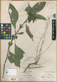 Ruellia jussieuoides image