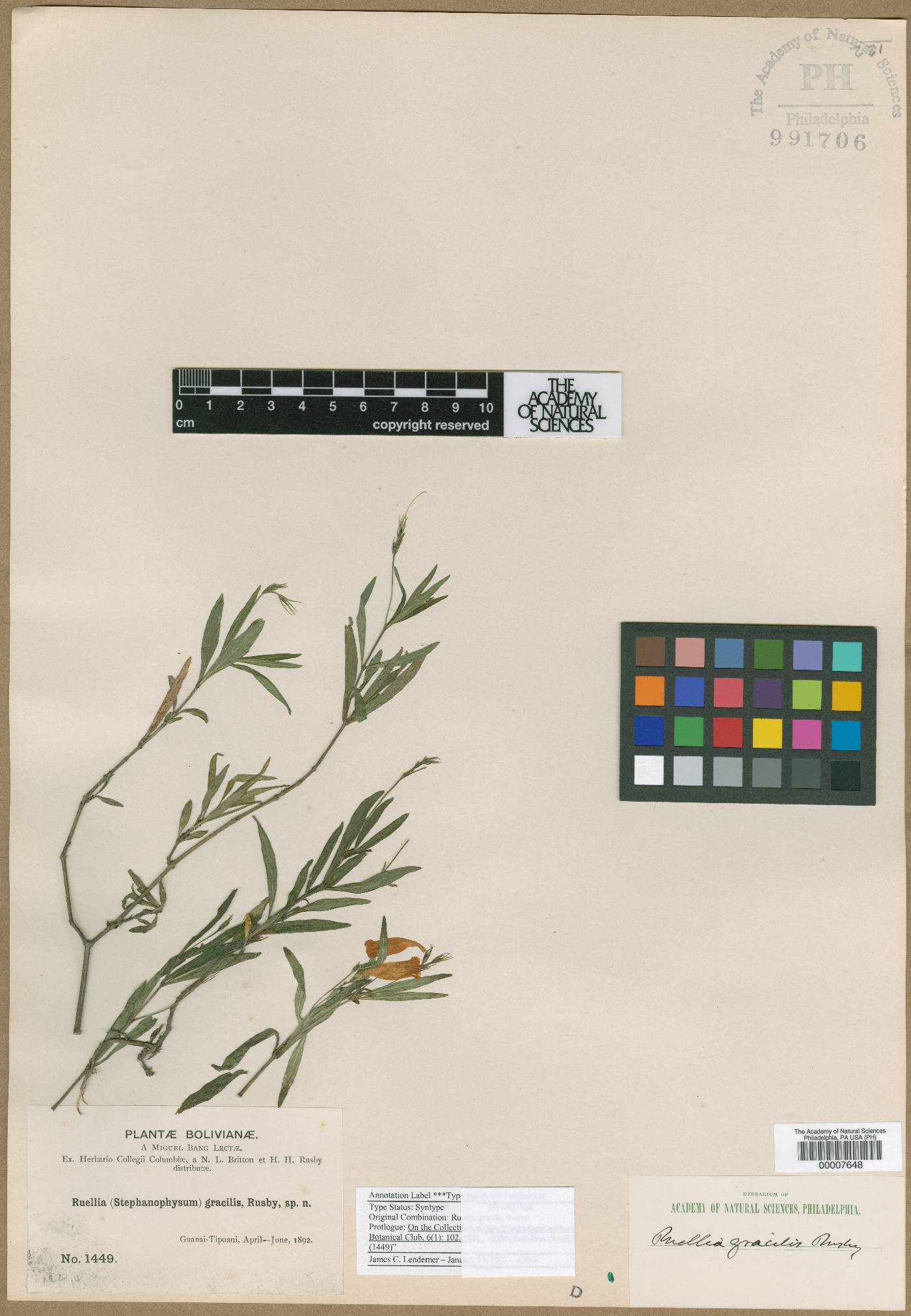 Ruellia gracilis image