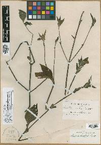 Ruellia jussieuoides image