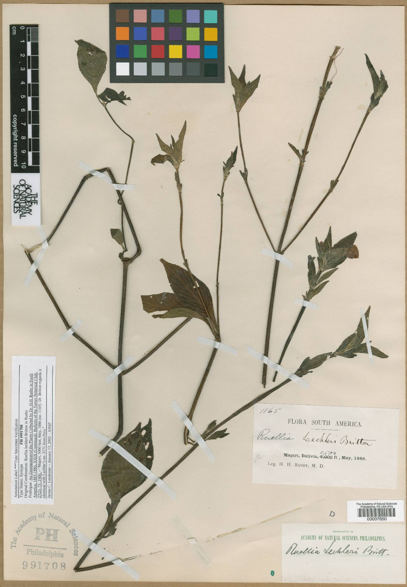 Ruellia jussieuoides image