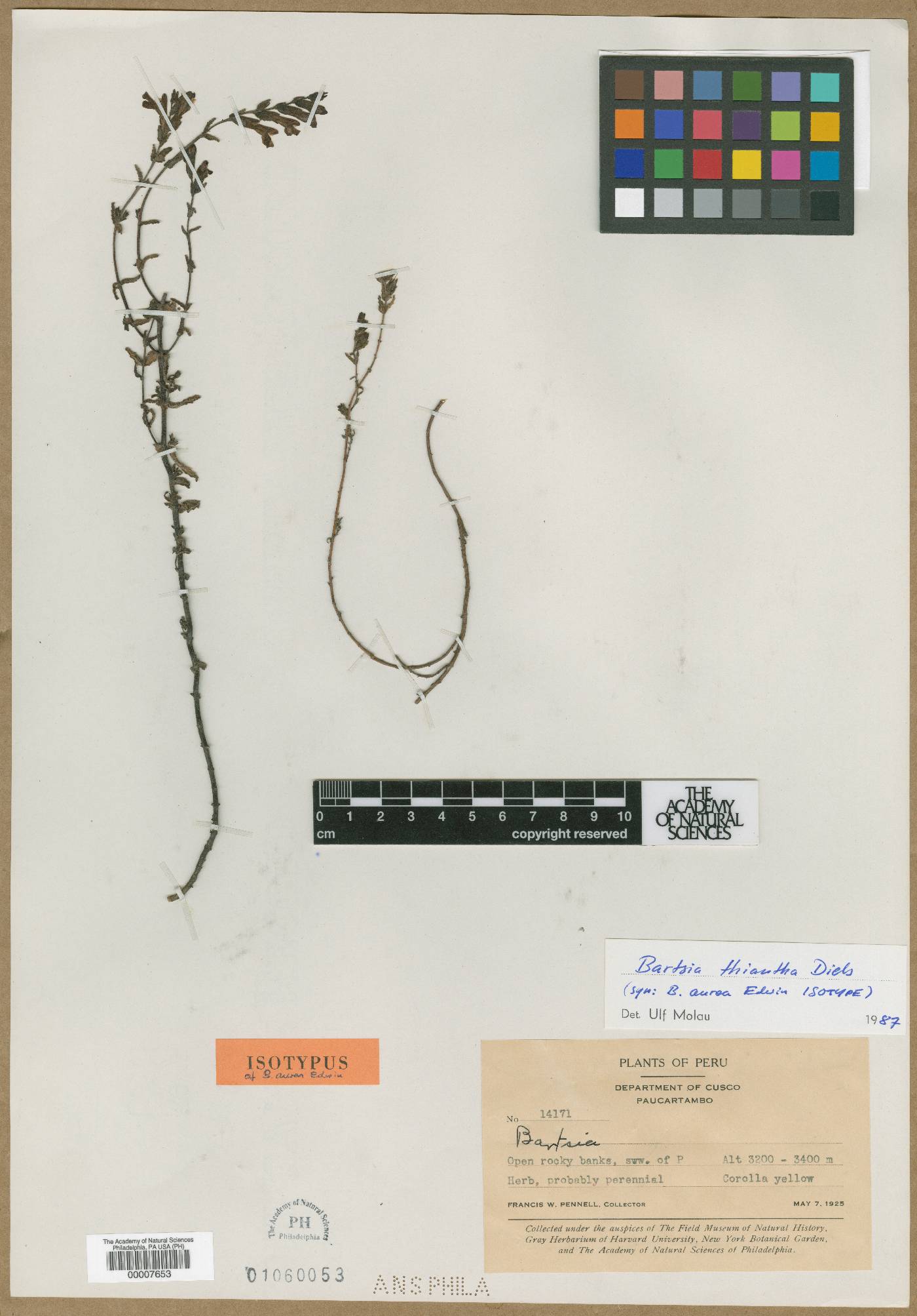 Neobartsia thiantha image