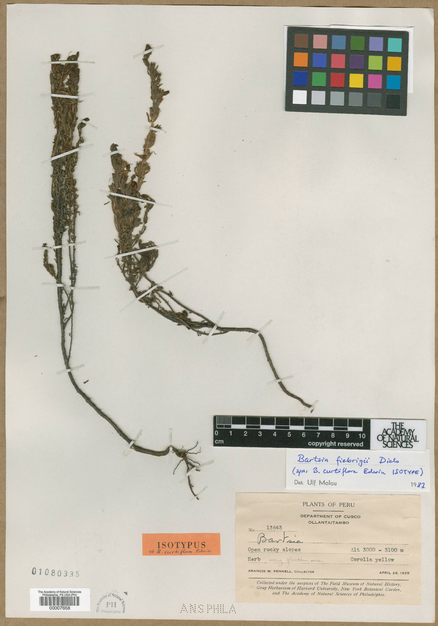 Neobartsia fiebrigii image