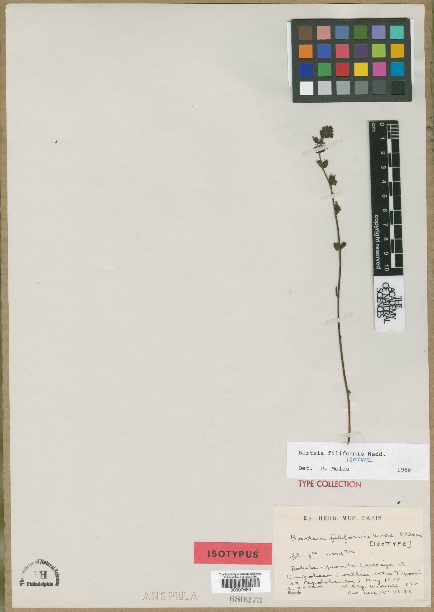 Neobartsia filiformis image