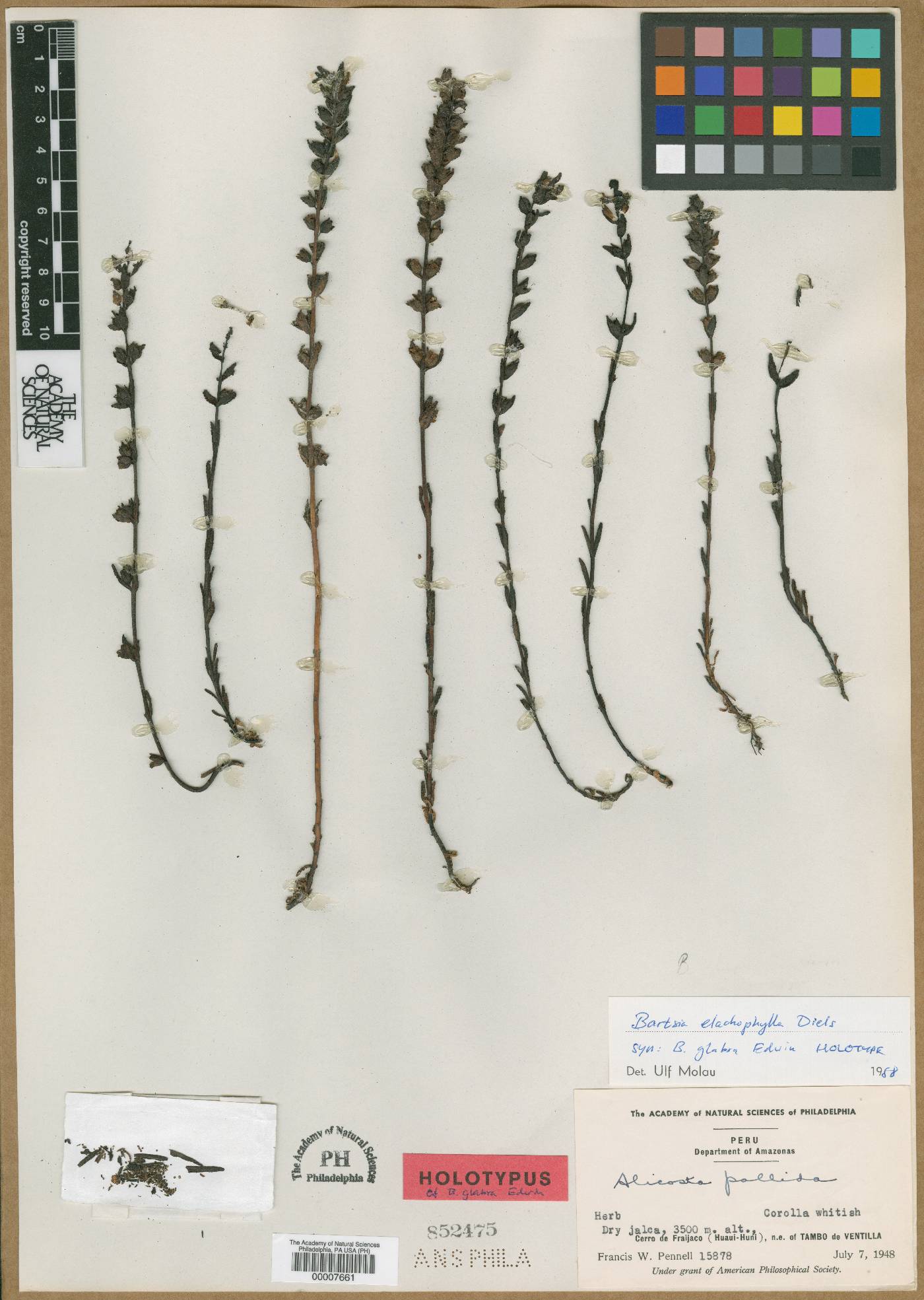 Neobartsia elachophylla image