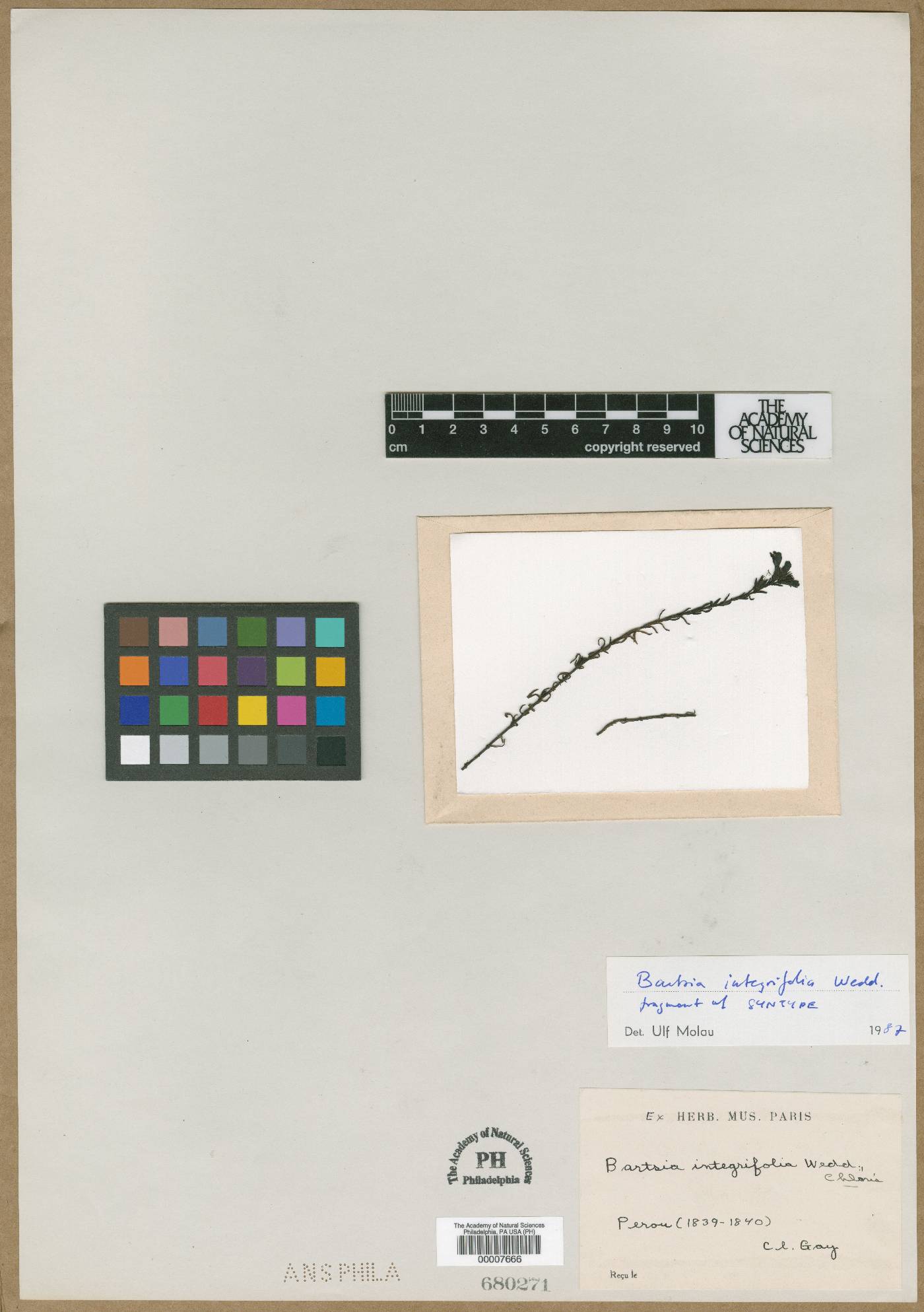 Neobartsia integrifolia image