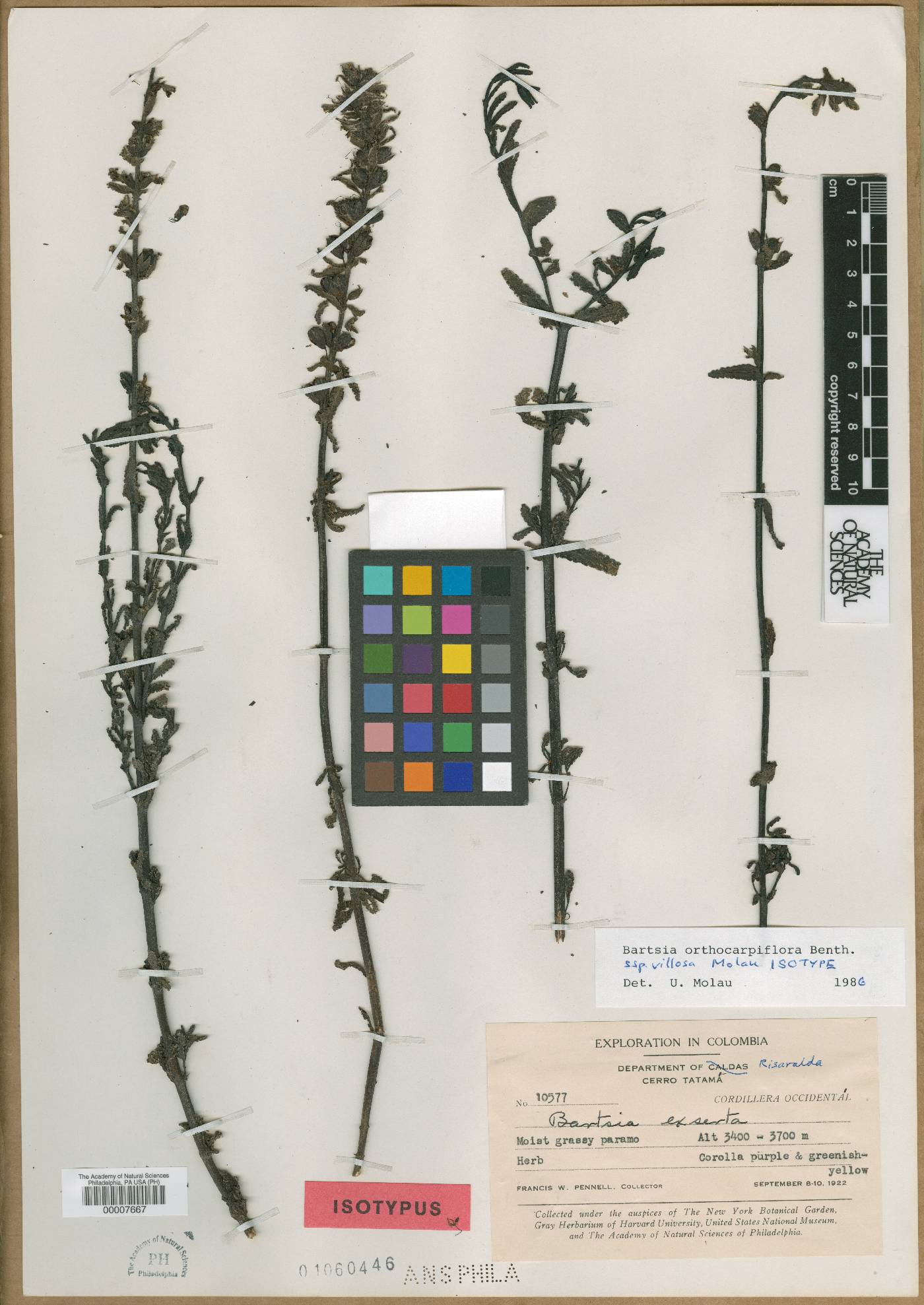 Neobartsia orthocarpiflora image