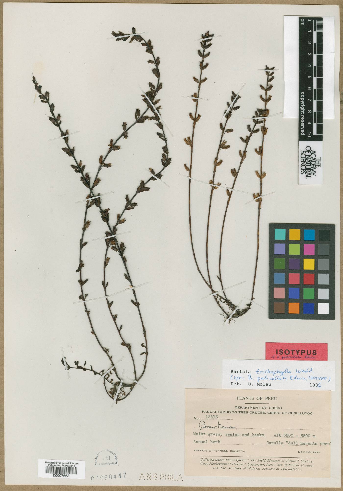 Bartsia trichophylla image