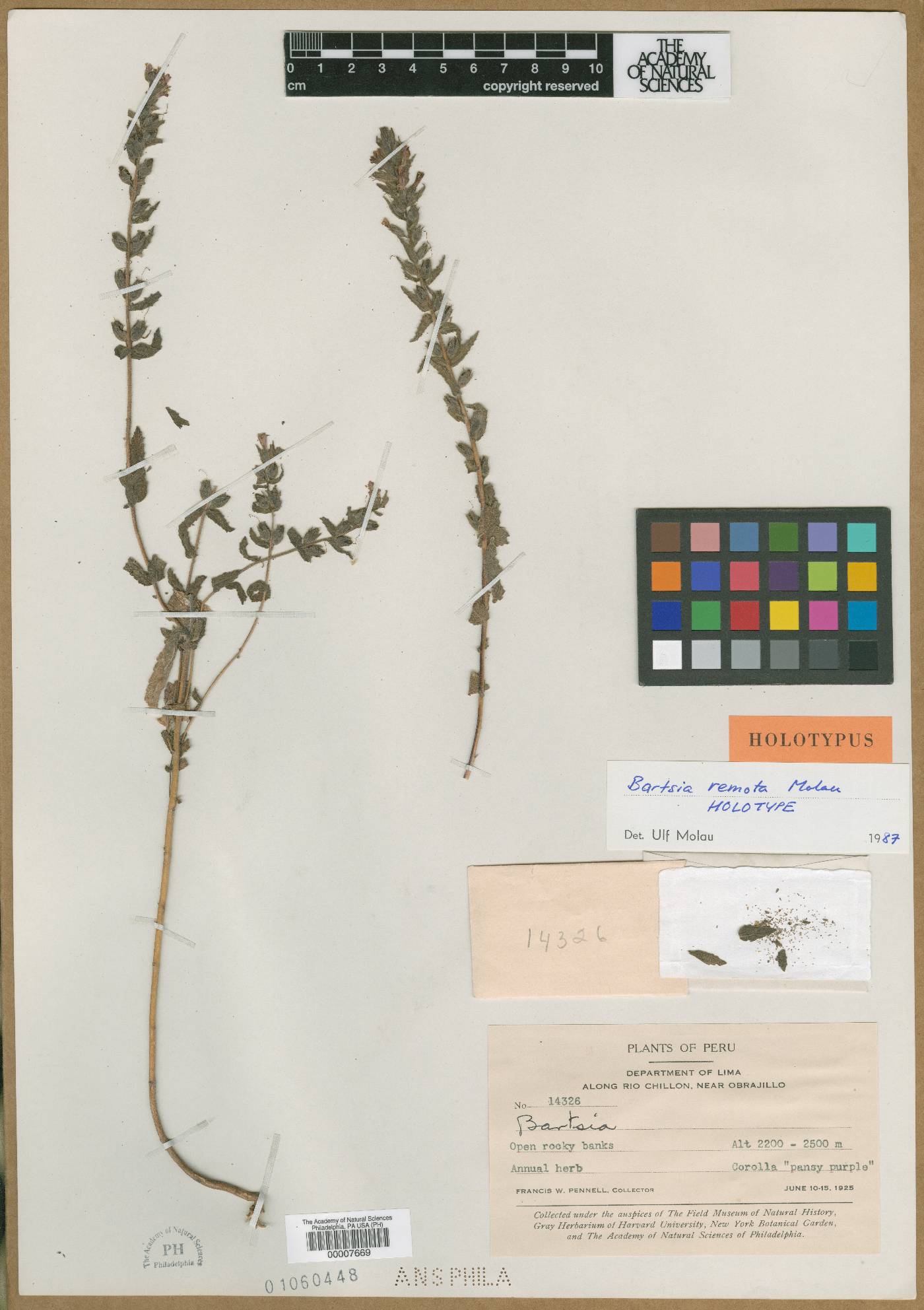 Neobartsia remota image