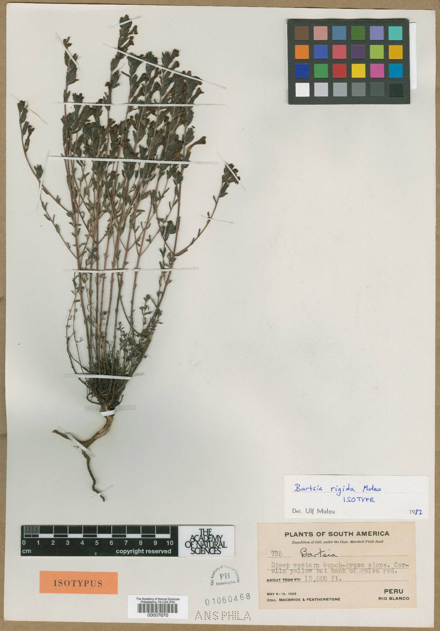 Neobartsia rigida image