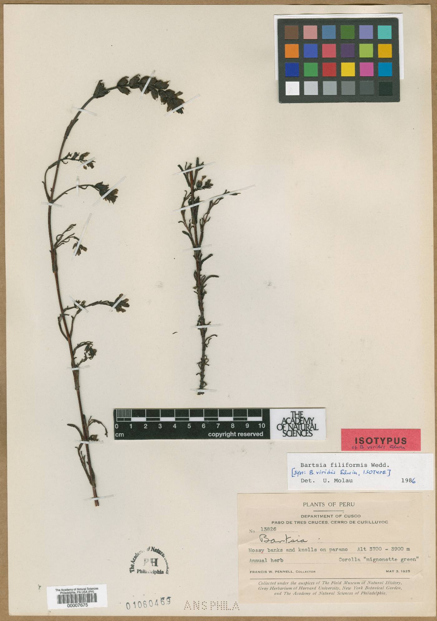 Neobartsia filiformis image