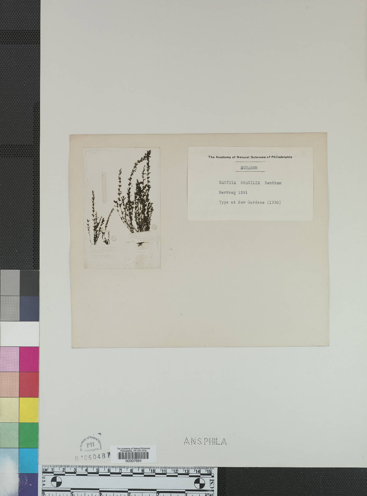 Neobartsia melampyroides image