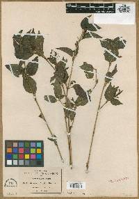 Beloperone fragilis image