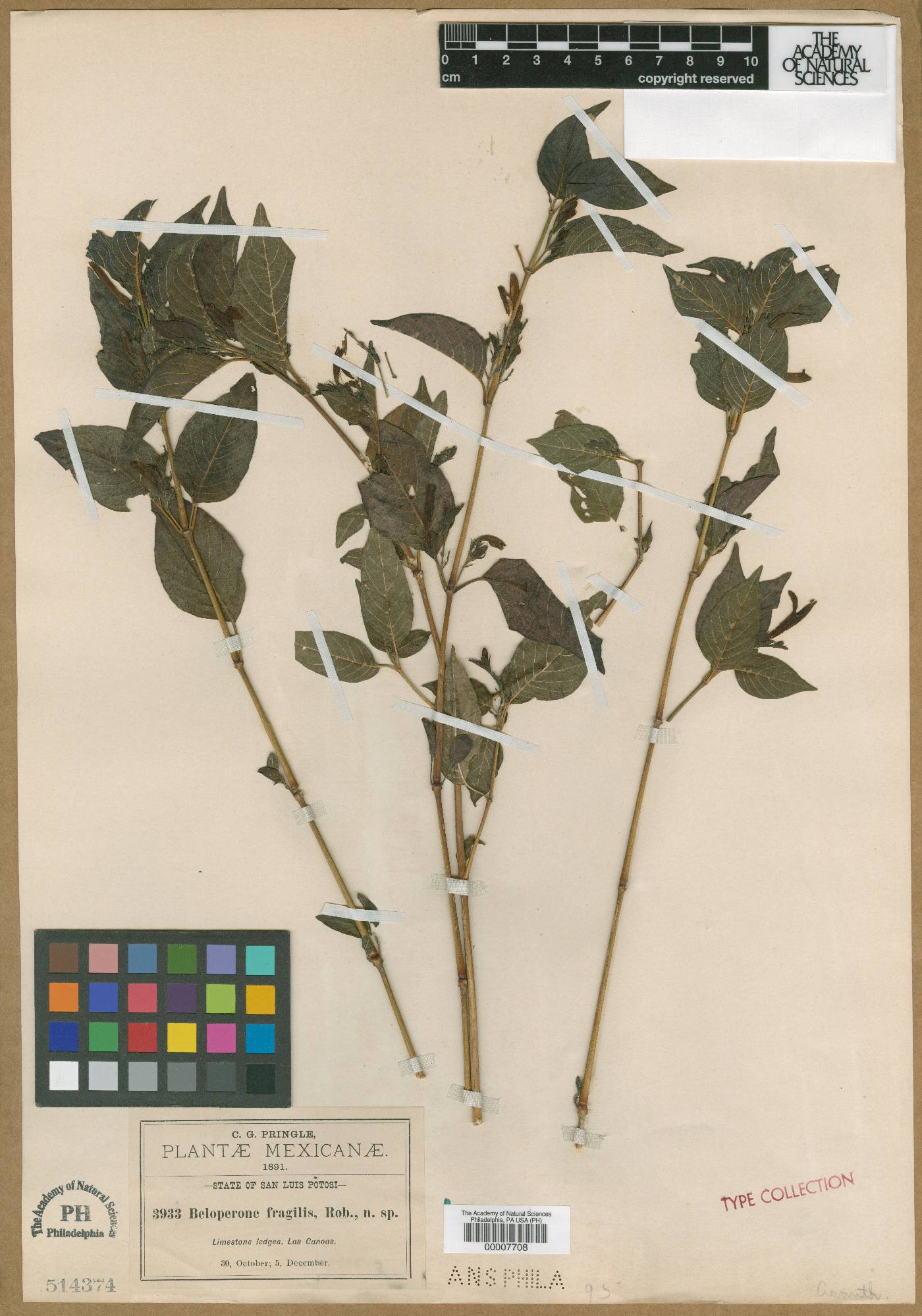 Beloperone fragilis image