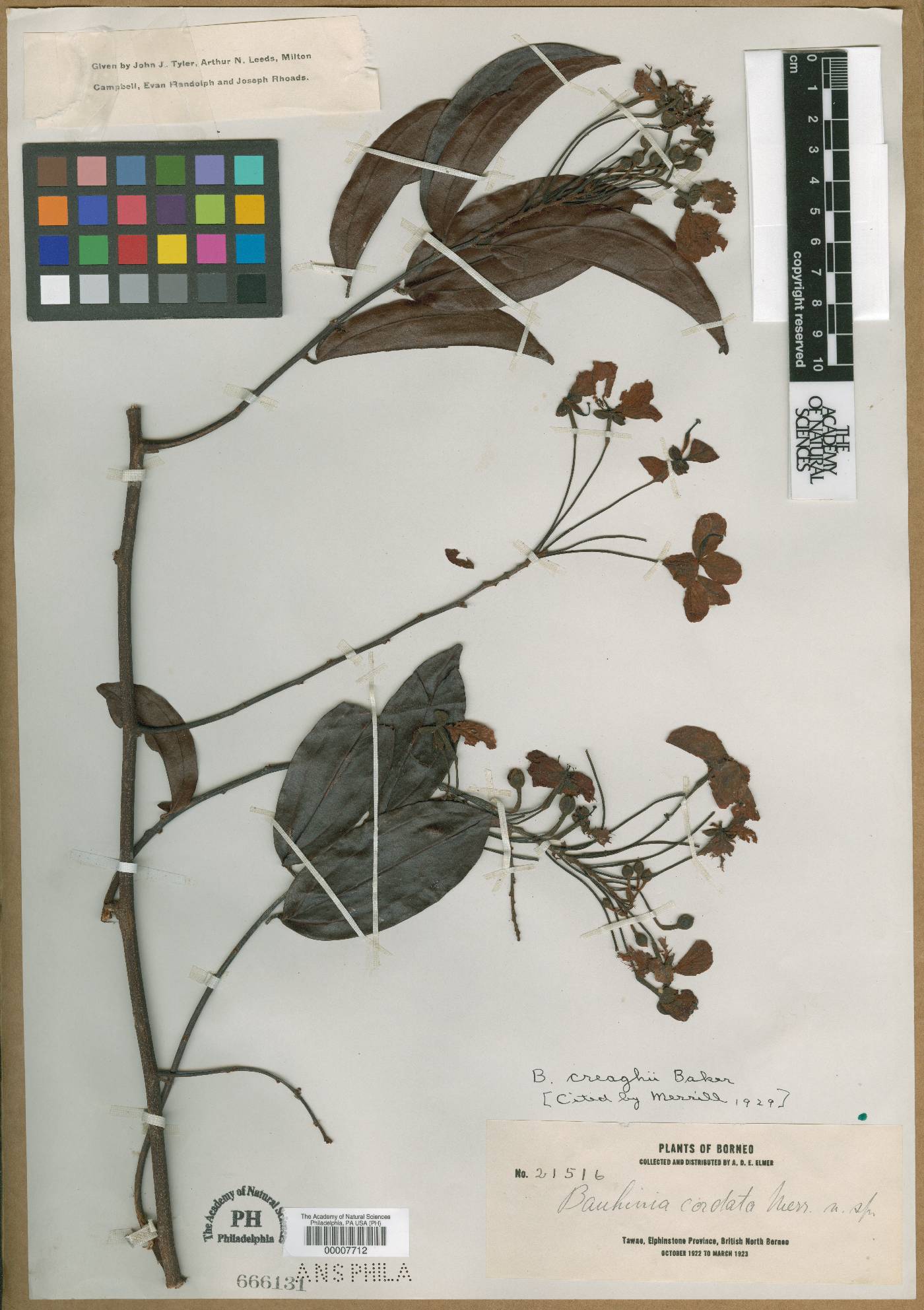 Bauhinia cordata image