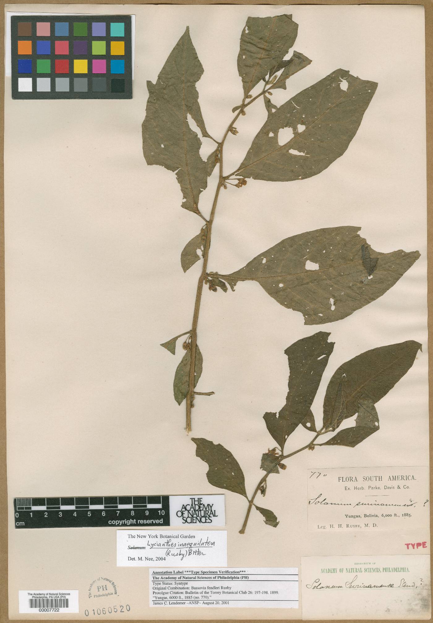 Solanum leucocarpon image